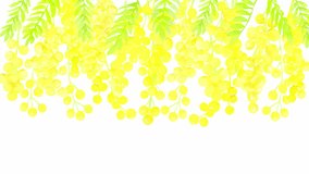 A loop animation of mimosa in full bloom swaying in the wind. A soft spring video with watercolor illustrations.
