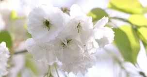 Close up of sakura (cherry blossom). Slow motion video of sakura white blossom spring in the park.