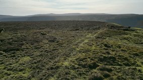 4K Drone video of wild ponies at Hay Bluff, Lord Herefords Knob, Brecon Beacons National Park, Wales. Near Hay on Wye, Powys in February.