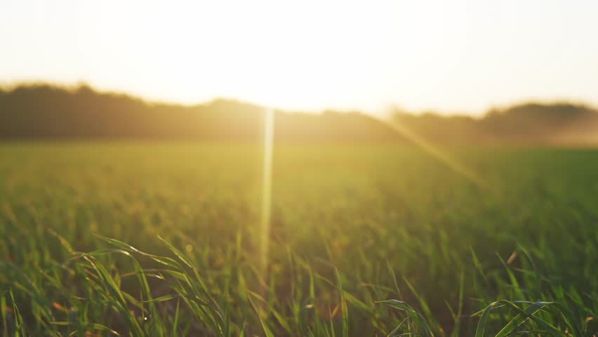 green wheat on the field during sunset. wheat lifestyle agriculture harvesting agribusiness concept. walk in large wheat field. large harvest of wheat in summer on the field landscape agriculture Royalty-Free Stock Footage #3399769399
