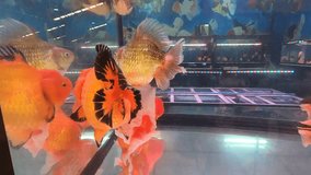 Many videos of Hollandaise goldfish are very popular and in high demand in Thailand. Because it is inexpensive, easy to raise, grows quickly and has beautiful, eye-catching colors. Thailand 09 Decembe
