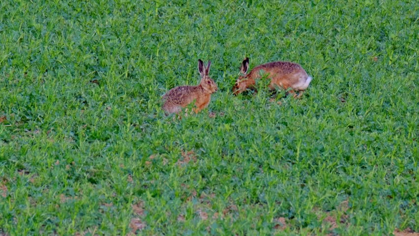cute fluffy animal grazing on a green lawn, mammal hare of the lagomorph order, Lepus europaeus eats young rapeseed plants, concept of harming agriculture, object of amateur and sport hunting Royalty-Free Stock Footage #3399796581