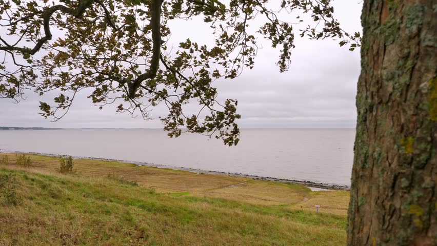 Static shot of the north sea. Wind shakes a tree, autumn day at Sylt.