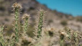 A closeup video of prickly cacti in the desert on a blurred background