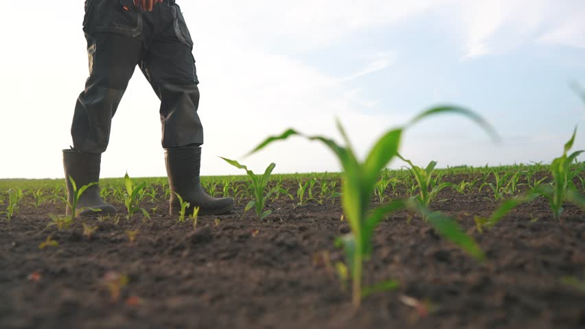 agriculture. man farmer in rubber boots walks along corn sprouts green field. agriculture business concept. farmer worker goes home after harvesting end across a field of lifestyle corn Royalty-Free Stock Footage #3399851133