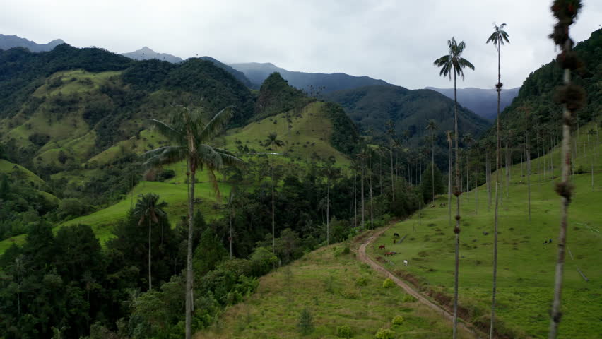 Aerial drone view of Cocora Valley, Salento, Colombia. Flying over the tallest wax palm trees in the world. View of the green lush vegetation in the background.