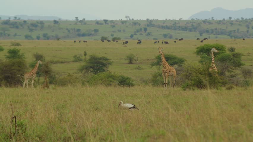 Giraffes standing still in savannah landscape with buffaloes in background, Kidepo Valley National Park, Uganda in Africa. Static view