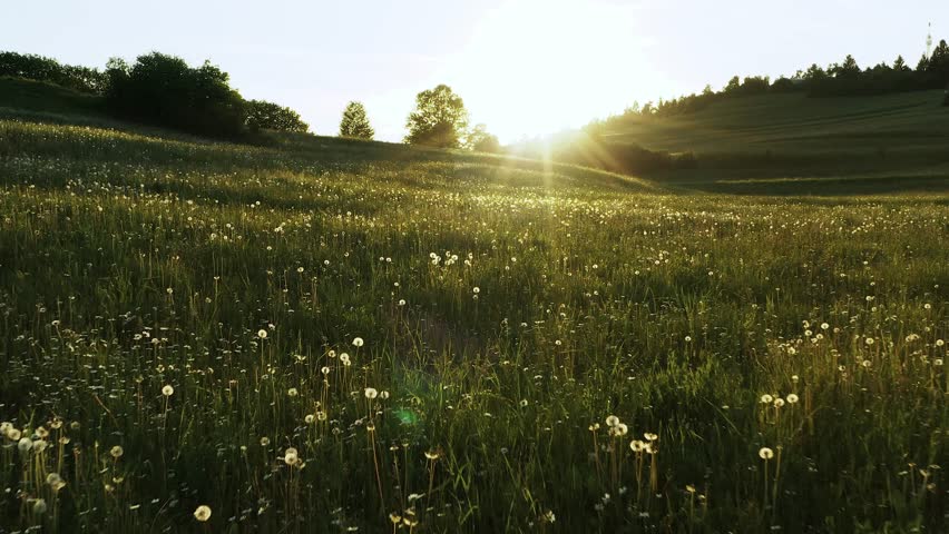 A vibrant meadow of swaying grass and towering trees bask in the warm embrace of the sun, creating a picturesque landscape of nature's beauty and agricultural potential in sunset. Royalty-Free Stock Footage #3400050105