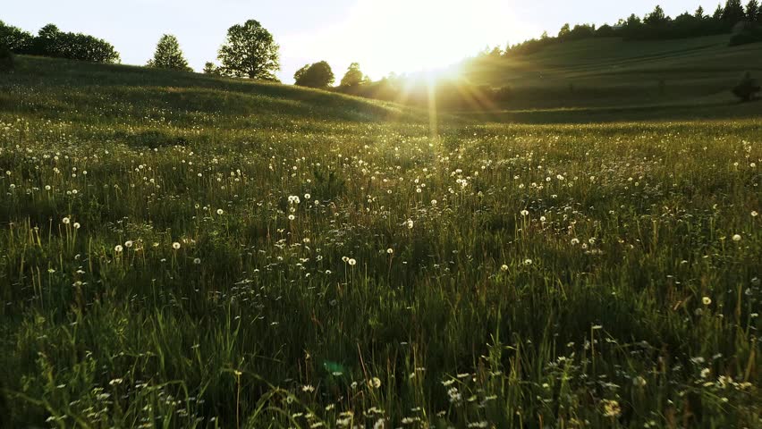 A radiant meadow of golden dandelions shines beneath a vibrant sky, beckoning the viewer to bask in the warmth and beauty of nature's summer embrace in sunset. Royalty-Free Stock Footage #3400050287