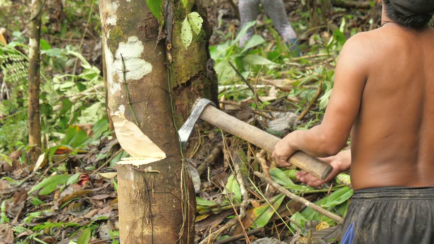 Local people in the Amazon jungle cut down the forest to prepare land for planting crops. Colombian Indians cut down trees in the Amazon.