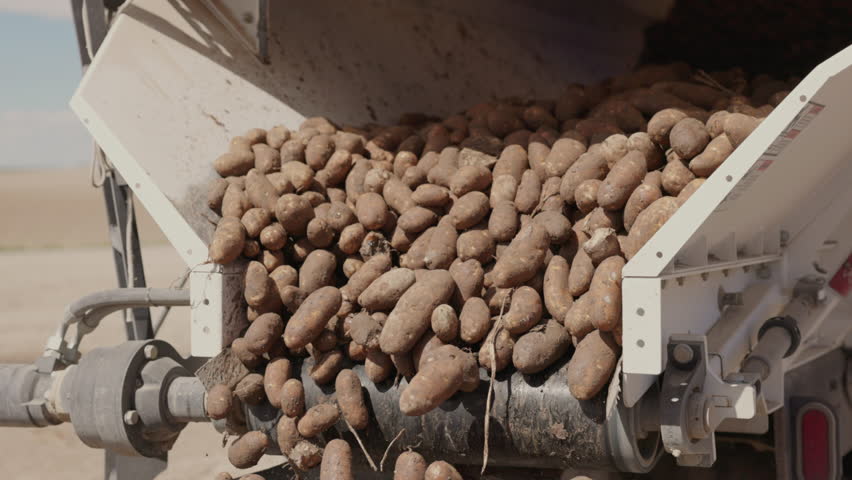 Dirty potatoes of different sizes and oblonged shapes falling from conveyor belt in potato harvester into container for further processing in the field. High quality 4k footage Royalty-Free Stock Footage #3400240317
