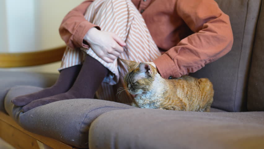 Woman petting stroking Devon Rex cat sitting on couch at home. Pet cat with cut short fur enjoying her owner tenderness lying near female on sofa. Love care maintenance of domestic animals concept. Royalty-Free Stock Footage #3400248485