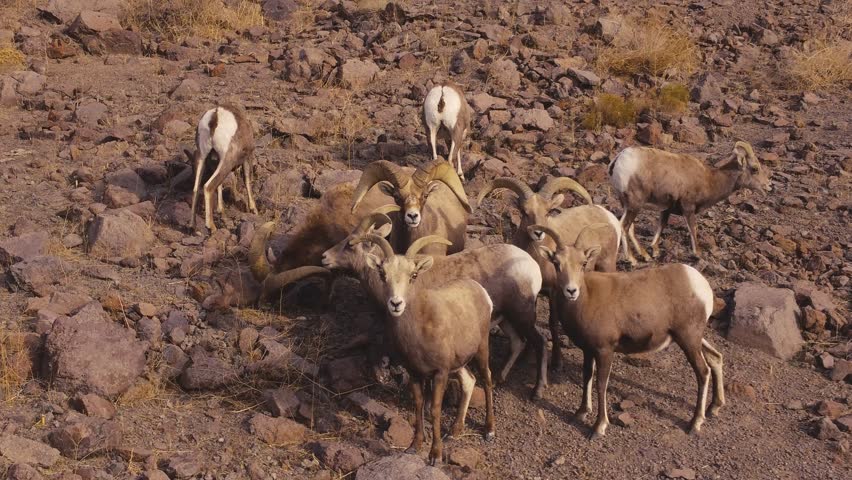 Nevada Big Horn Sheep on a mountain ridge staring at a drone in 4K for sixty seconds.
