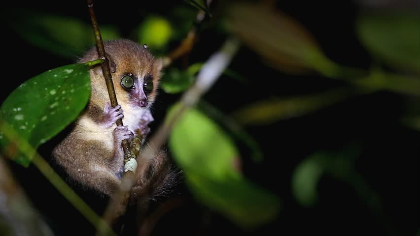 Baby Brown Mouse Lemur Microcebus Rufus Video De Stock Totalmente Libre De Regalias Shutterstock