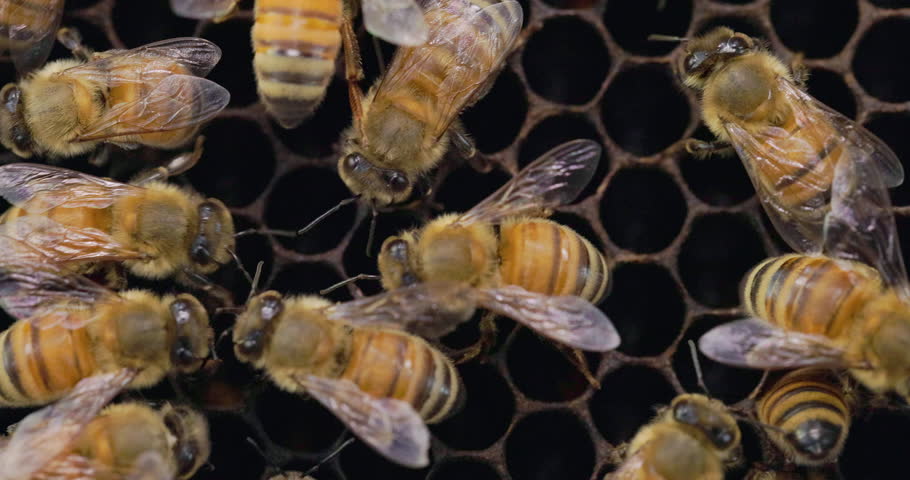 Honey bees tactile communication with each other using their antenna and pheromones