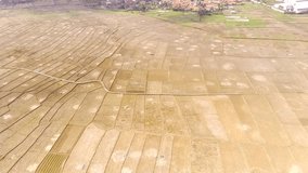 Time Lapse Footage Vast dry rice fields in the summer. Located in the countryside of Bandung - Indonesia. Aerial Shot from a flying drone in 4K Resolution.