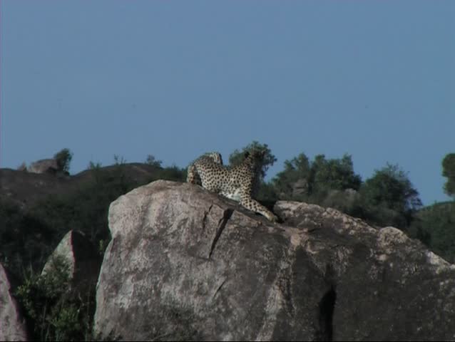 Cheetah resting on a kopje in the Serengeti