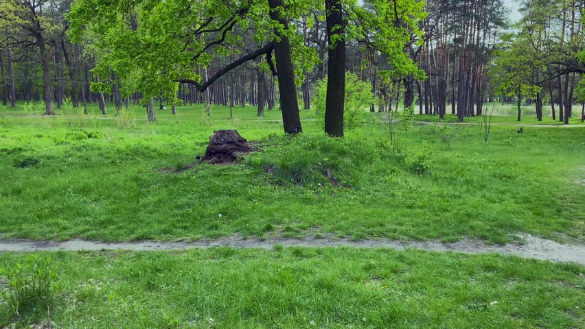 There are two oak trees on the lawn, a crow flies low above the ground near the trees. High quality 4k footage