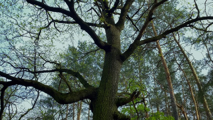 In the middle of the forest stands a sprawling stout oak tree. View of the crown of a tree against the background of the blue sky. High quality 4k footage