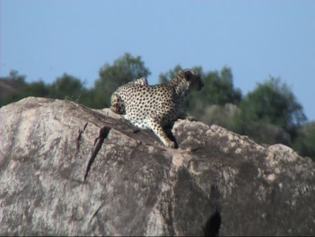 Cheetah resting on a kopje in the Serengeti