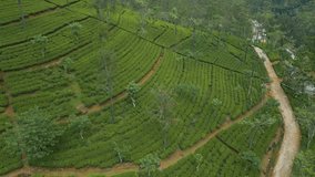 An aerial video of Tea Plantation on the mountains, Nuwara Eliya, Sri Lanka