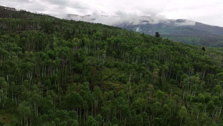 a large forest of lush green aspen trees in the foreground with a foggy atmospheric mist-covered mountain range in the background in Silverthorne colorado AERIAL DOLLY
