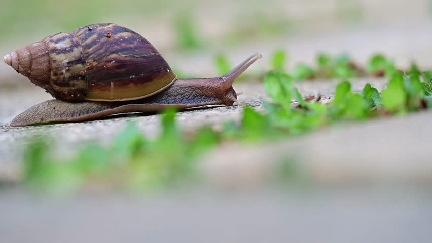 A giant African snail (Achatina achatina), an invasive pest of plants, crawling on a garden tile. Royalty-Free Stock Footage #3400671269