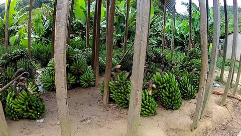 A banana cache in a small village in Madagascar. Bananas are a primary food crop in rural african countries. Stored outside in the shade.
