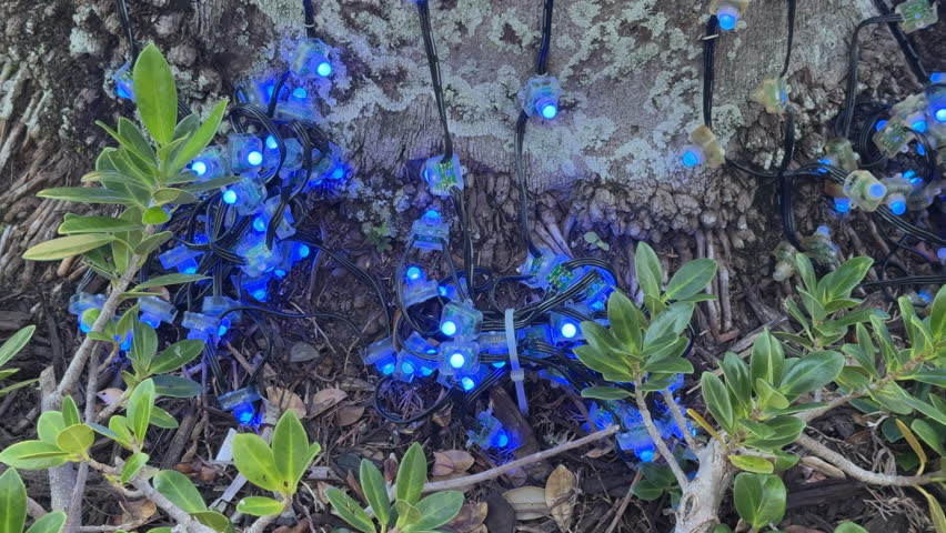 Holiday lights glow in a color sequence at the base of a palm tree in a suburban mall in Sarasota, Florida