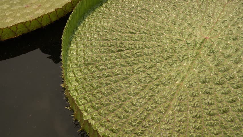 Exotic aquatic plants. Top view of victoria cruziana, also known as Royal water lily, giant green floating leaves, growing in the lake. Royalty-Free Stock Footage #3400755425