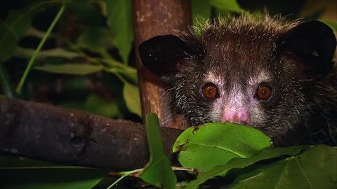 Very rare Aye-aye in a tree in the wilds of Madagascar. This is one of the most elusive nocturnal lemurs. Footage is extremely rare.
