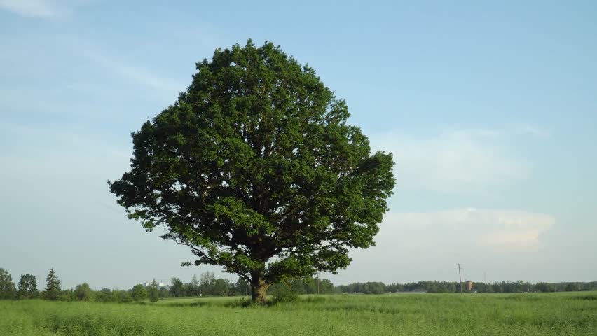 A big oak tree with green foliage in an unripe rapeseed field, creating a natural summer landscape where grandeur meets seasonal rhythms.