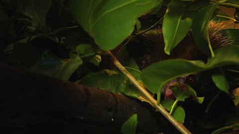 Very rare Aye-aye looking out while hidden behind leaves in a tree in the wilds of Madagascar. This is one of the most elusive nocturnal lemurs. Footage is extremely rare.