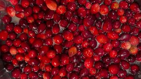 Boiling bright red, fresh cranberries to make a homemade cranberry sauce.