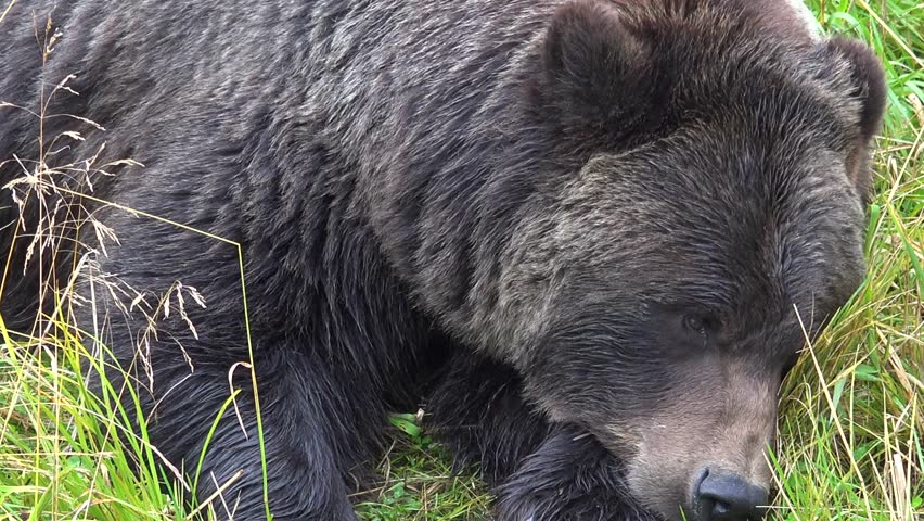 WASHINGTON - 01.01.2023 - A sleepy grizzly bear sits up in the grass before laying back down in Washington.