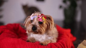 Hilarious dog with lots of colorful bow clips 