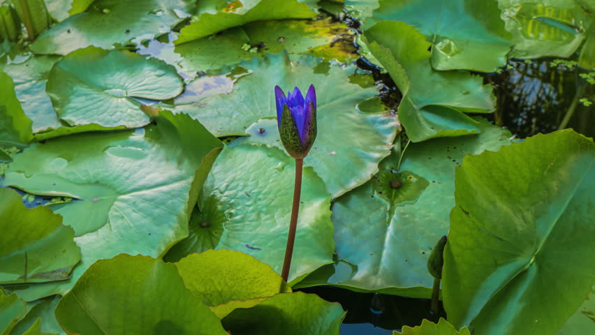 Nymphaea caerulea. Blue Lotus Flower in pond. Royalty-Free Stock Footage #3400842359