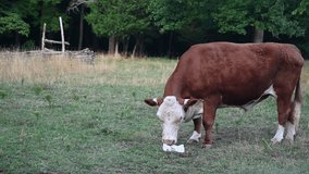 Cow in Pasture licking salt lick at Kings Mountain, North Carolina