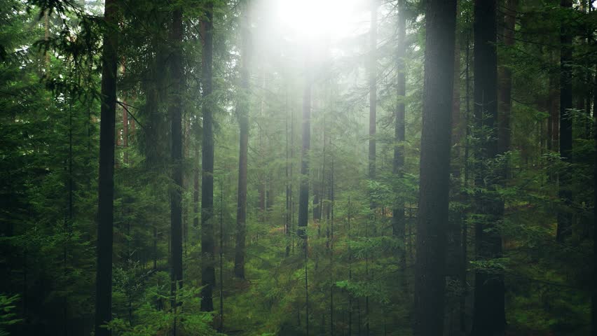 Foggy morning in beautiful wildlife forest scenic nature landscape. Aerial drone shot moving forward among high tree trunks. Royalty-Free Stock Footage #3400865389