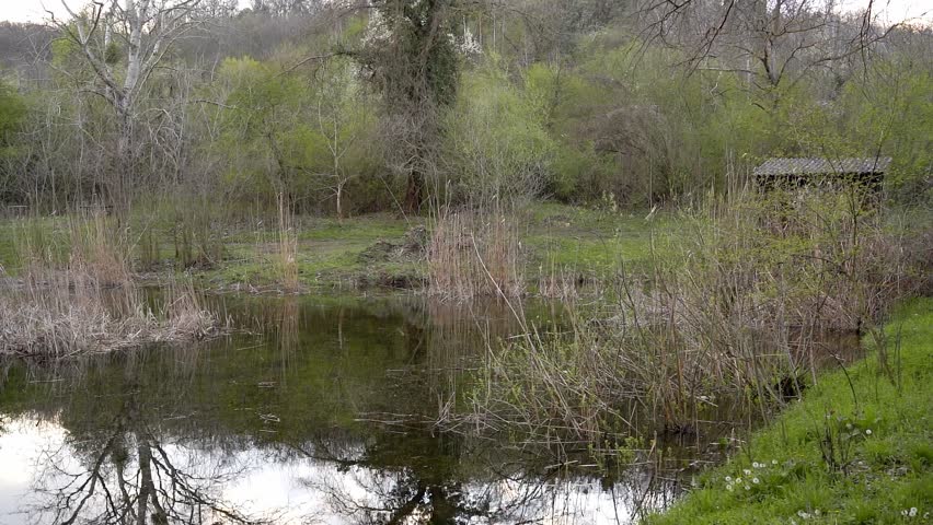Small pond covered in bare bushes and dry reeds in the middle of woods