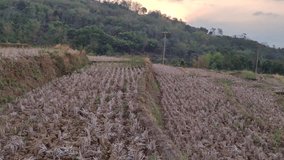 video of the rice fields on the hill which are experiencing drought due to the long dry season