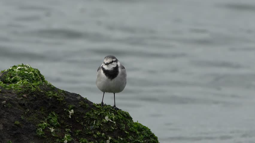 white wagtail in a field