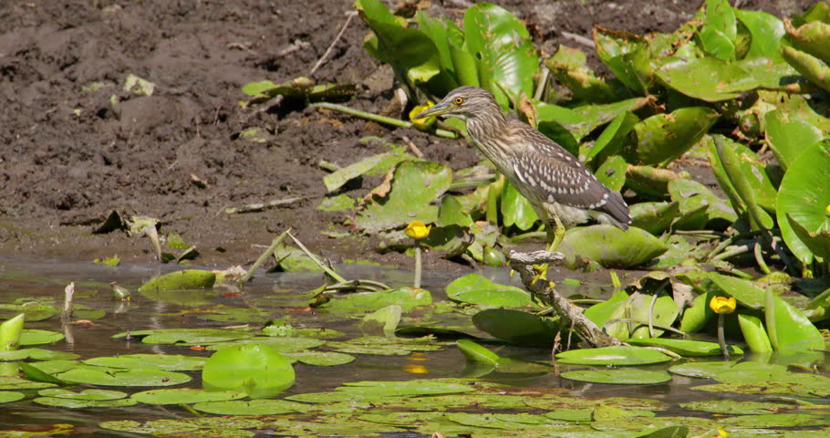 Juvenile black crowned night heron standing on a tree branch above water surrounded by leaves of water lilies