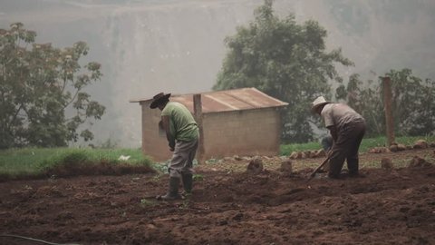 Farmers plowing field to cultivate potatoes on Peru.