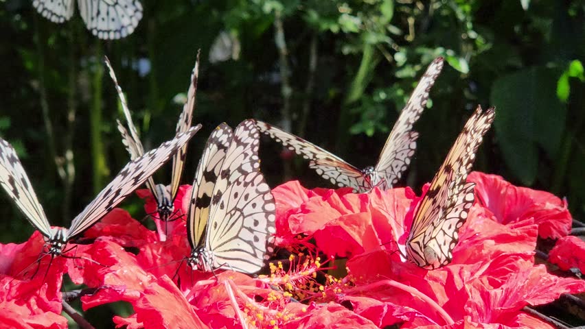 eautiful butterflies feeding on bright red hibiscus flowers in a tropical garden. Captured in daylight at a butterfly park, showcasing vibrant wings and delicate interaction with nature