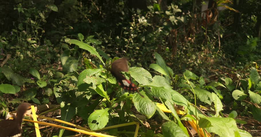 Pair of black butterflies dancing in the air butterfly love mating flying around . Beautiful Realtime 4k Resolution Video.