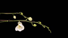 Time-lapse of opening white orchid flowers on black white background. Wedding backdrop, Valentine's Day. 4K video