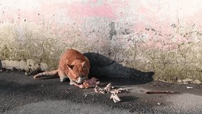Street cat eats chicken pieces on the sidewalk