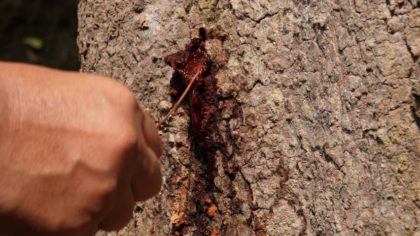 Stem borer pest. Diseases and pests affecting durian plants. Selective focus.