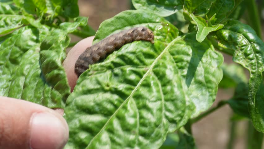 Chili leaves attacked by worms in the farm causing damage to the the leaves.